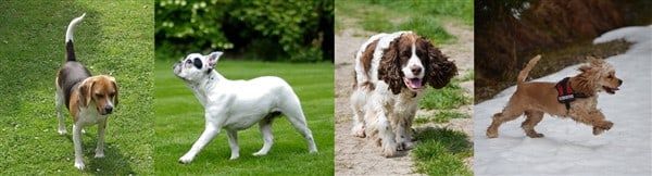 beagle-and-other-medium-sized-dogs